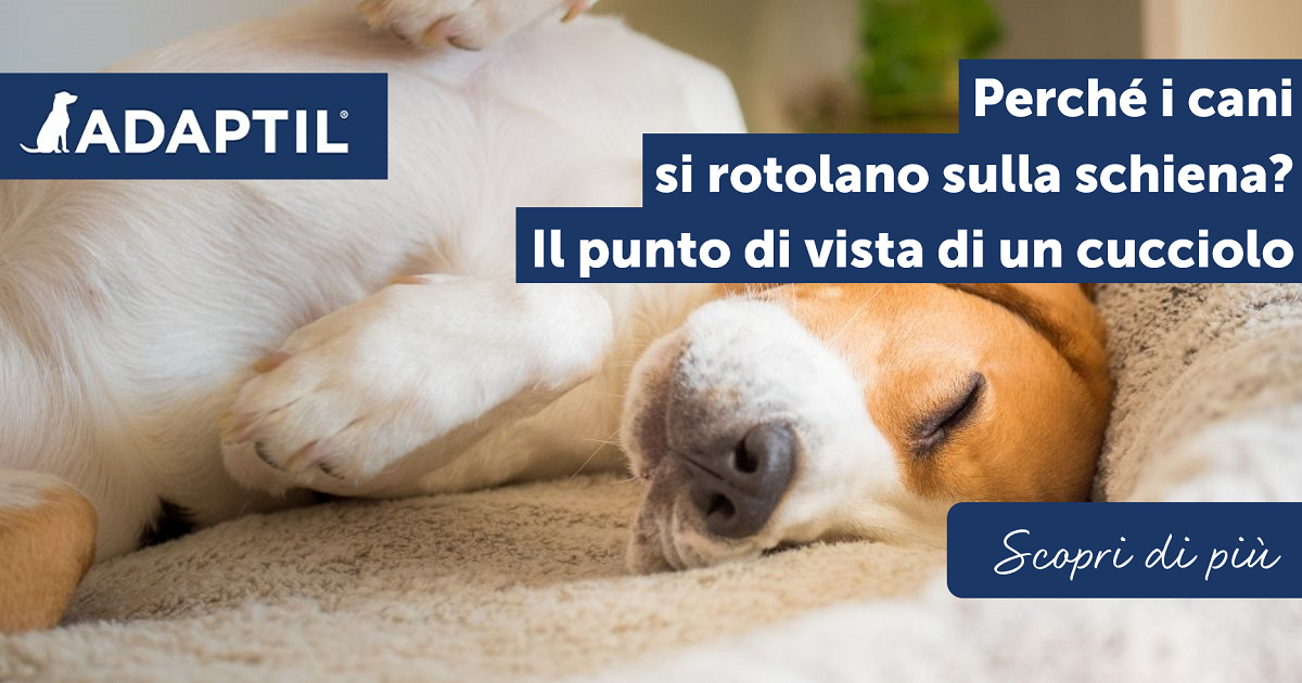 Perché i cani si rotolano sulla
